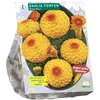 Jurginų svogūnėlis, lot. DAHLIA POMPON SUNNY BOY , 1 vnt