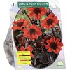 Jurginų svogūnėlis, lot. DAHLIA PULP FICTION, 1 vnt