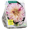 Jurginų svogūnėlis, lot. DAHLIA SMOKEY, 1 vnt