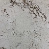 Kamštinė sienų danga PORTLAND SNOW, baltos sp., 30 x 60 x 0,3 cm
