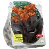 Kanų svogūnėliai, lot. CANNA BRUINBLAD ORANJE, 3 vnt