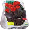 Kanų svogūnėliai, lot. CANNA DONKERROODBLAD ROOD, 3 vnt