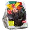 Kanų svogūnėliai, lot. CANNA GEMENGD, 3 vnt