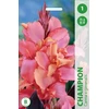 Kanų svogūnėlis, lot. CANNA CHAMPION, 1 vnt.