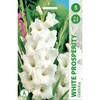 Kardelių svogūnėliai, lot. Gladiolus Baltas Prosperity, 5 vnt.