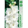 Kardelių svogūnėliai, lot. GLADIOLUS CASABLANCA, 5 vnt