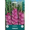 Kardelių svogūnėliai, lot. GLADIOLUS FIDELIO, 5 vnt.
