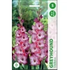 Kardelių svogūnėliai, lot. GLADIOLUS GREYHOUND, 5 vnt.