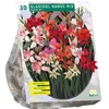 Kardelių svogūnėliai, lot. GLADIOLUS NANUS, 30 vnt
