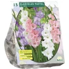 Kardelių svogūnėliai, lot. Gladiolus Pastel, 15 vnt.