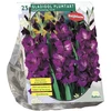 Kardelių svogūnėliai, lot. GLADIOLUS PLUMTART, 25 vnt