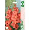 Kardelių svogūnėliai, lot. GLADIOLUS PUCCINI, 5 vnt.