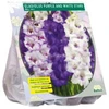 Kardelių svogūnėliai, lot. GLADIOLUS PURPLE AND Baltas STARS, 15 vnt