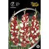 Kardelių svogūnėliai, lot. Gladiolus Zizane, 7 vnt.