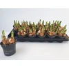 Polnix Dekoratyvinis gėlių vazonas Deco D12cm H9cm šviesiai violetinis