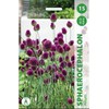 Kiaušininių česnakų svogūnėliai, lot. ALLIUM SPHAEROCEPHALON, 15 vnt.