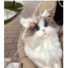 KING Realistiškas pliušinis katės žaislas KITTEN Ragdoll LIKE REAL