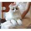 KING Realistiškas pliušinis katės žaislas KITTEN Ragdoll LIKE REAL