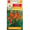 Knipofijų sėklos 0.5g