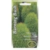 Kurzemes Seklas Šluotelinių kochijų sėklos 1g Burning Bush