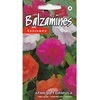 Kurzemes Seklas Sprigių sėklos 5 sėklos Athena Formula