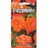 Kurzemes Seklas Sprigių sėklos Oranžinis Flash 5 sėklos oranžinės