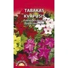Kvapiojo tabako sėklos Standart 0.1g Daylight Sensation