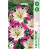 Lelijų svogūnėlis, lot. LILIUM LOLLYPOP, 2 vnt.
