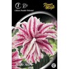 Lelijų svogūnėlis, lot. LILIUM MAGIC STAR