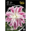 Lelijų svogūnėlis, lot. LILIUM SWEET ROSY