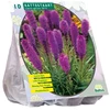 Liatrių svogūnėliai, lot. LIATRIS SPICATA PAARS, 10 vnt