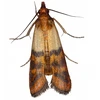 MAISTO IR DRABUŽIAI Žalias POWER MOTH Trap Bros 1 vnt.