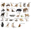 Media Mag Plokščios formos šaldytuvo magnetai I pažinti EXOTIC ANIMALS 28 vnt
