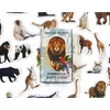 Media Mag Plokščios formos šaldytuvo magnetai I pažinti EXOTIC ANIMALS 28 vnt