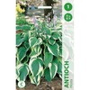 Melsvių svogūnėlis, lot. HOSTA ANTIOCH, 1 vnt.