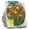 Montbrečių svogūnėliai, lot. MONTBRETIA, 30 vnt