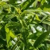 Namų kvapo papildymas AROMIKA Acappella Žalioji arbata 500ml
