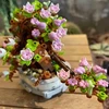 Nobo KONSTRUKCINIAI BLAKAI GĖLĖS MEDŽIS BONSAI MEDIS 462 ELEMENTAI