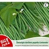 Nojaus Daržinių pupelių sėklos C 20g
