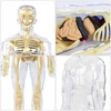 Norimpex 3D žmogaus kūno anatominis modelis Skeletas Vidaus organai Mokomasis