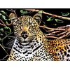 Norimpex Gepard voko nutrinama kortelė 40,5 x 28,5 cm
