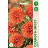 Orange Jurginų svogūnėlis, lot. DAHLIA Oranžinis NUGGET, 1 vnt