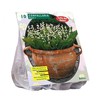 Pakalnučių svogūnėliai, lot. CONVALLARIA MAJALIS, 10 vnt