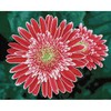 Diamond Dotz Rožinė Deimantinė mozaika Rožinis GERBERAS 40x50 cm