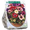 Plukių svogūnėliai, lot. ANEMONE DE CAEN MIX, 30 vnt
