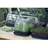 Prosperplast Kambarinis šiltnamis 25.7x19.6x18.5cm plast./antracito sp.