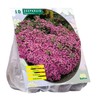 Putoklių svogūnėliai, lot. SAPONARIA OFFICINALIS, 10 vnt
