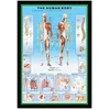 Pyramid Žmogaus anatomija – Skeletas – plakatas 61x91,5 cm