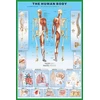 Pyramid Žmogaus anatomija – Skeletas – plakatas 61x91,5 cm