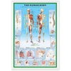 Pyramid Žmogaus anatomija – Skeletas – plakatas 61x91,5 cm